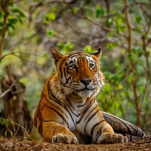 Tiger's habitat 2 web