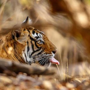 Tiger's habitat web